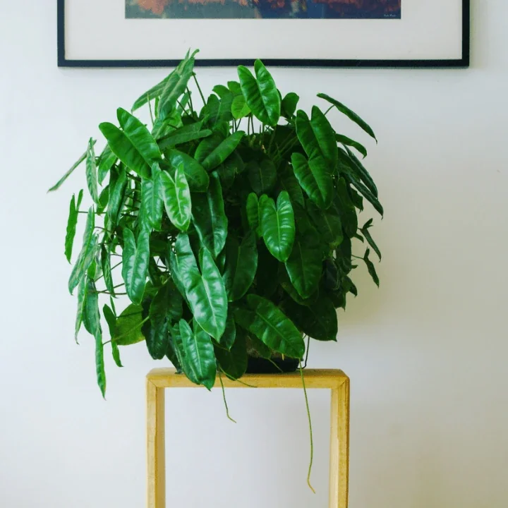 Stand pour plantes en Framiré